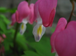 About Garden Flowers