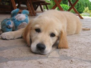 Sick Puppy