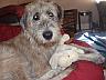 Treating Diarrhea in Dogs
