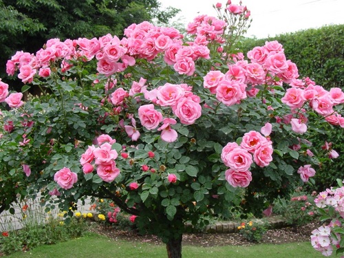 pruning knockout rose bushes