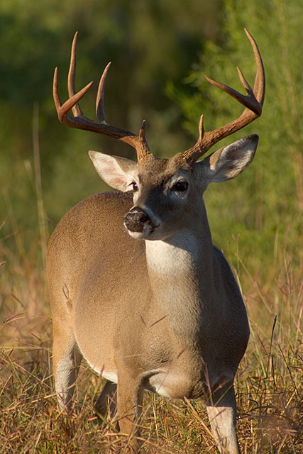 bigbuckdeer Such a great rack, man!
