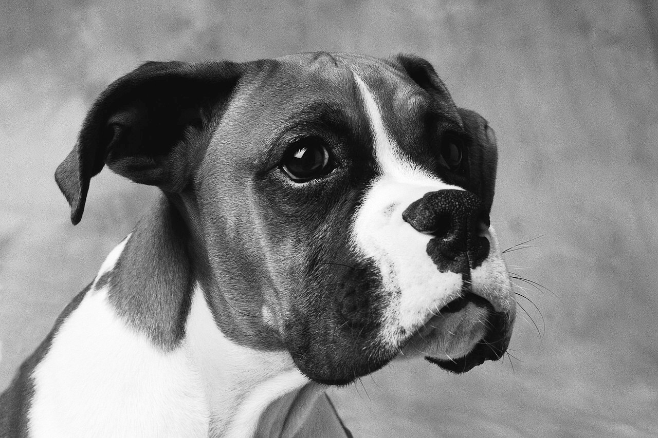 An easy-to-manage puppy can grow into a stubborn giant.