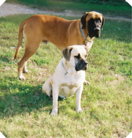 mastiff