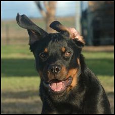 Home Remedies for Dog Ear Infections