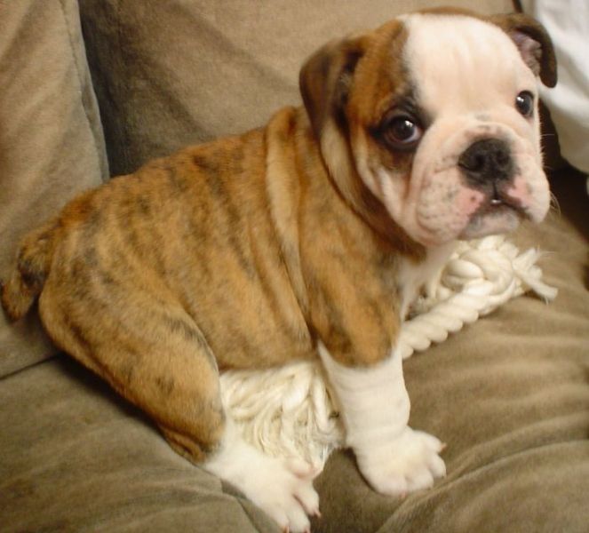 Puppies can die from eating rat poison.