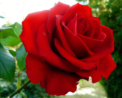 Florist Thailand, Thailad Florist, Valentine's Flowers to Thailand, Florist Thailand, Thailad Florist, Valentine's Flowers to Thailand,