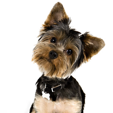 Ideas for Dogs That Get Out of a Fence