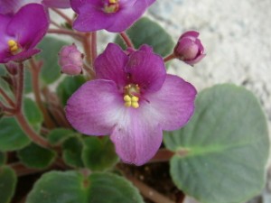 What Flowering Plants Are Best for Indoor Planting?