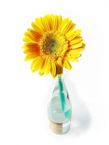 How to Draw a Vase of Flowers