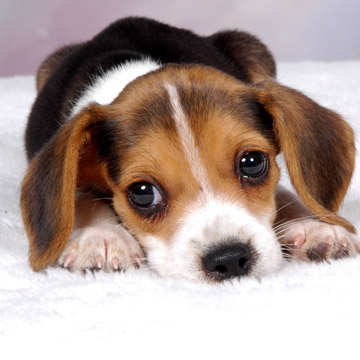 Train your beagle puppy with love and patience.