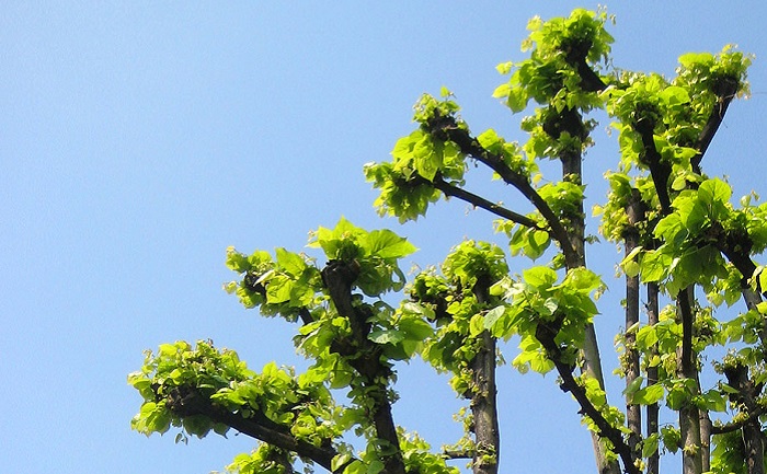 Oak Tree Adaptations