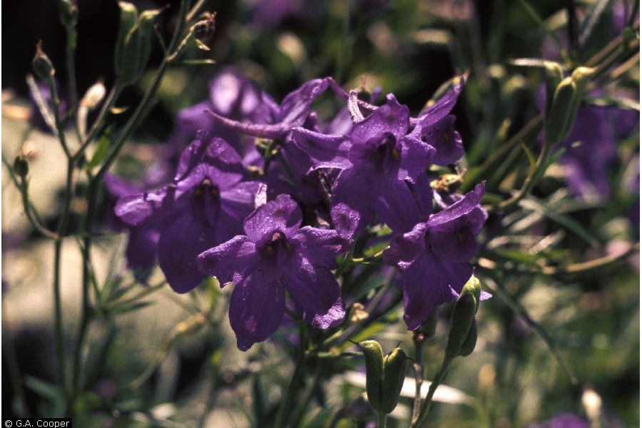 Larkspur Fast Facts Garden Guides