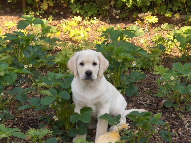 how to keep dogs out of flower beds how to keep dogs out of flower beds 28 images how to keep dogs out of flower beds how to keep dogs out of flower beds how to keep dogs out of flower beds 28 images how to keep dogs out of flower beds