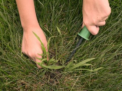 How to Kill Crabgrass in Your Flower Beds | Garden Guides