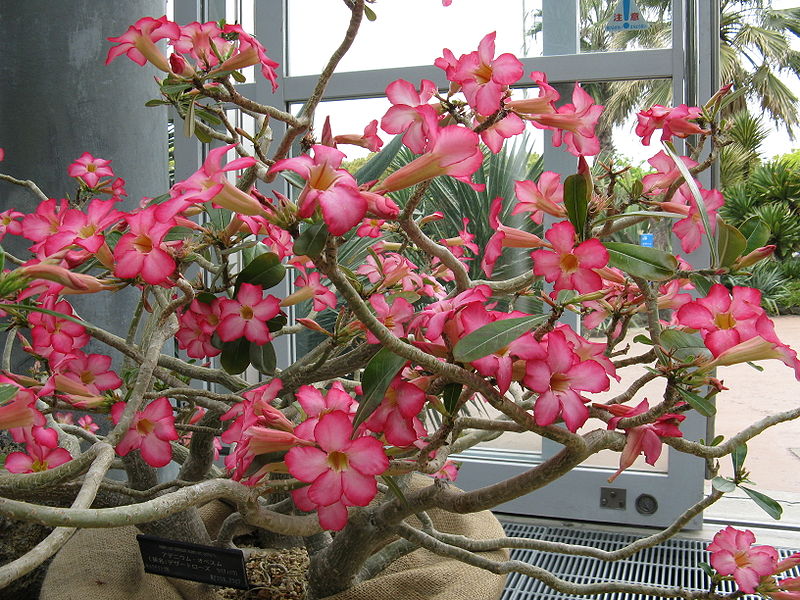 How to Care for Adenium Obesum Garden Guides