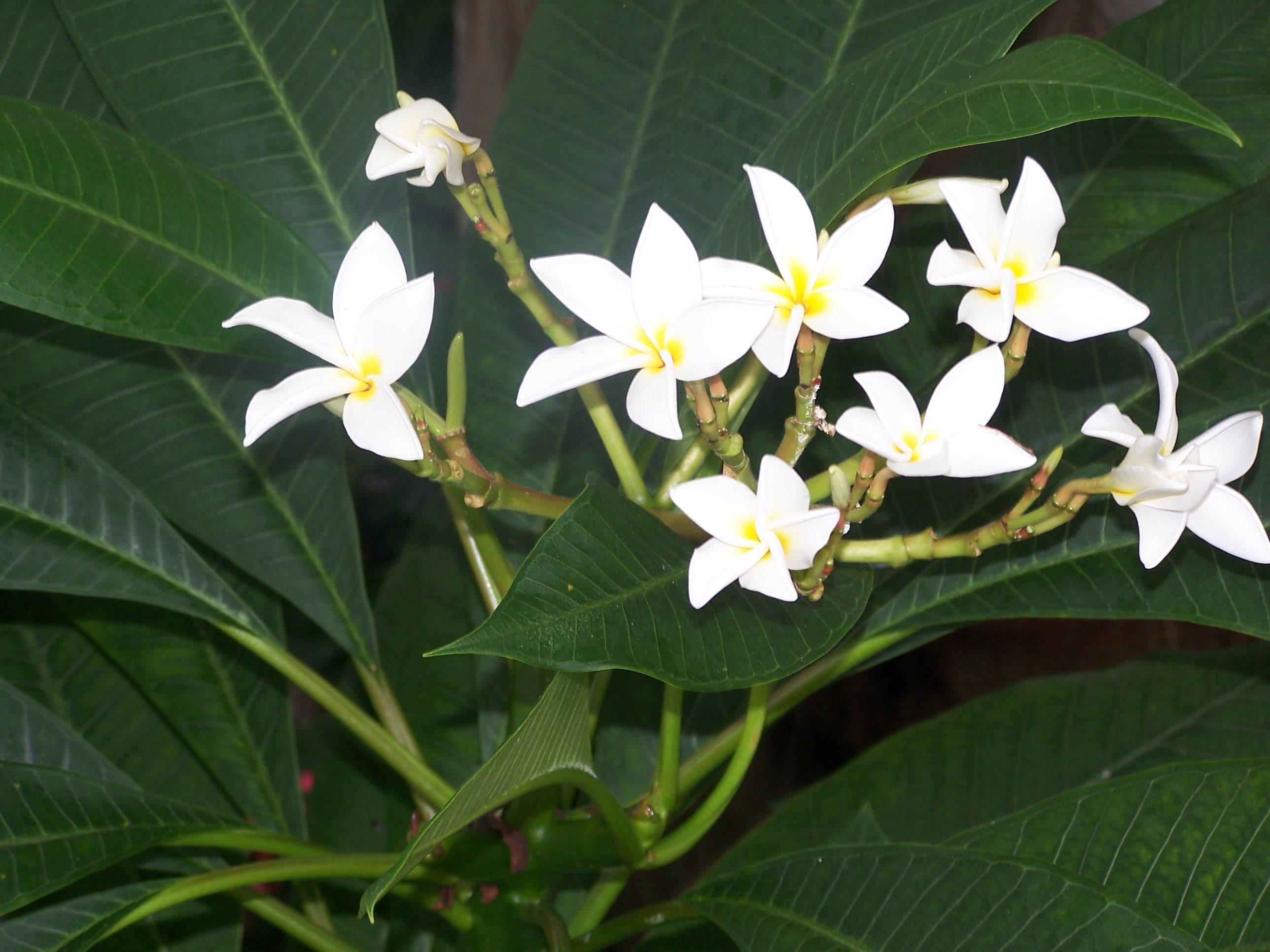 How to Grow Plumeria Garden Guides