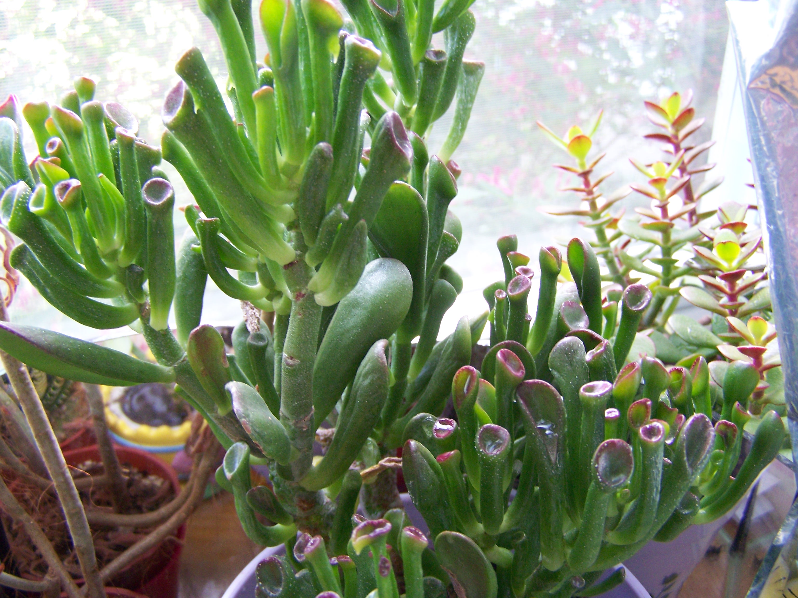 Hello, New to Succulents!