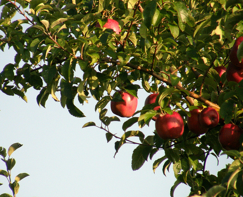 facts about apple trees garden guides facts about apple trees garden guides