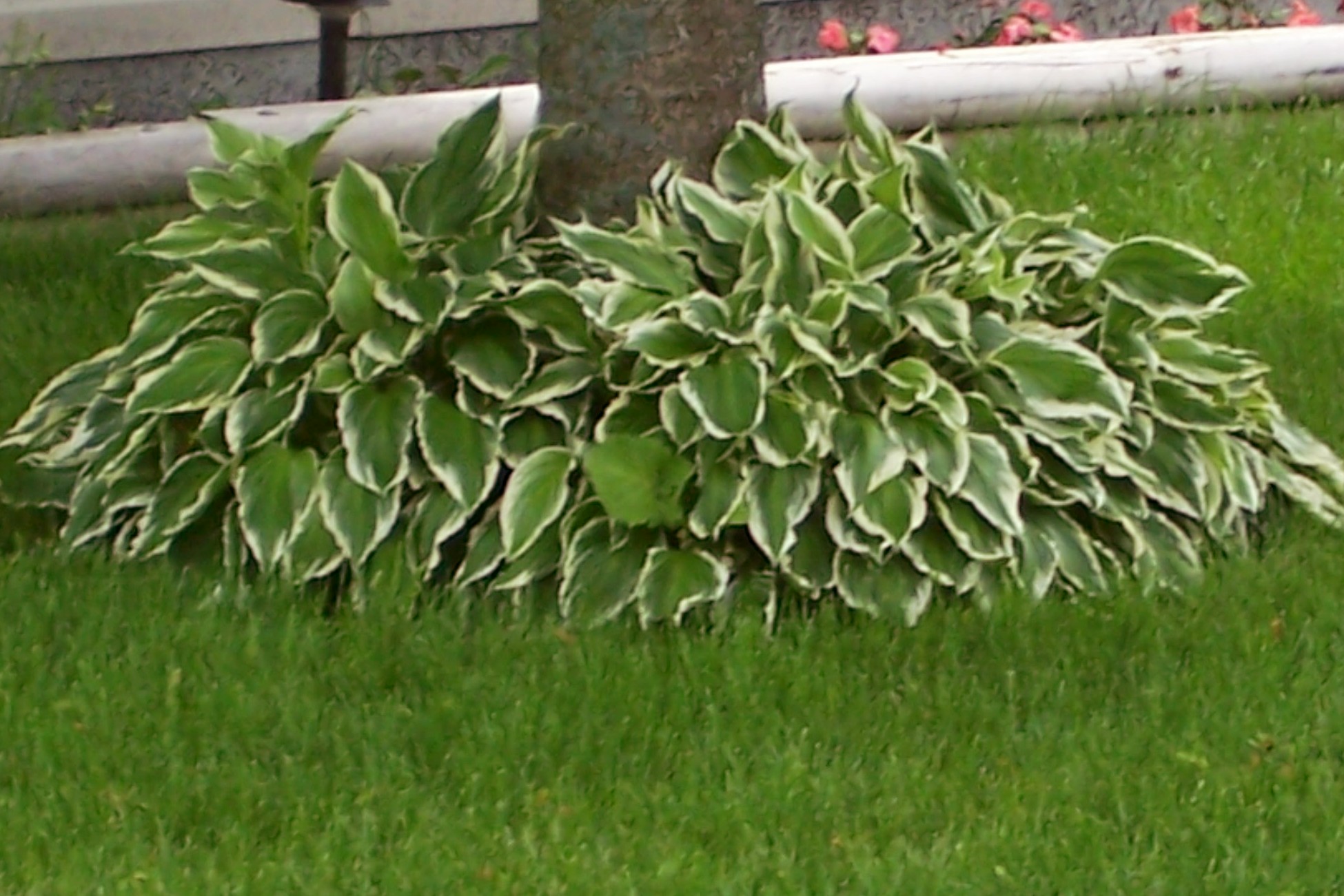 How To Shade Plants Garden Guides
