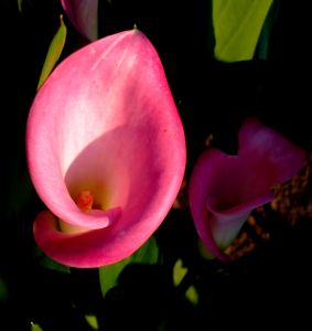 how to store calla lily bulbs garden guides how to store calla lily bulbs garden guides