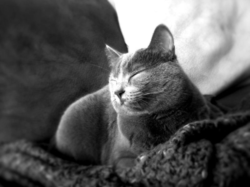 Ivermectin Dosage For Cats