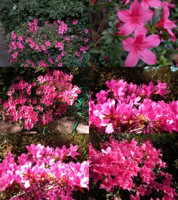 how fast do azaleas grow garden guides how fast do azaleas grow garden guides