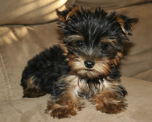 teacup yorkie uk what to look for in a teacup yorkie terrier ehow uk teacup yorkie uk what to look for in a teacup yorkie terrier ehow uk