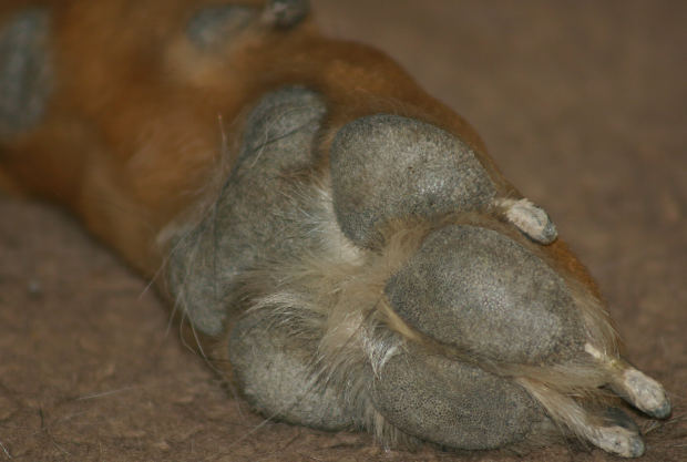 cut paw pad taking care of a s cut foot ehow uk cut paw pad taking care of a s cut foot ehow uk