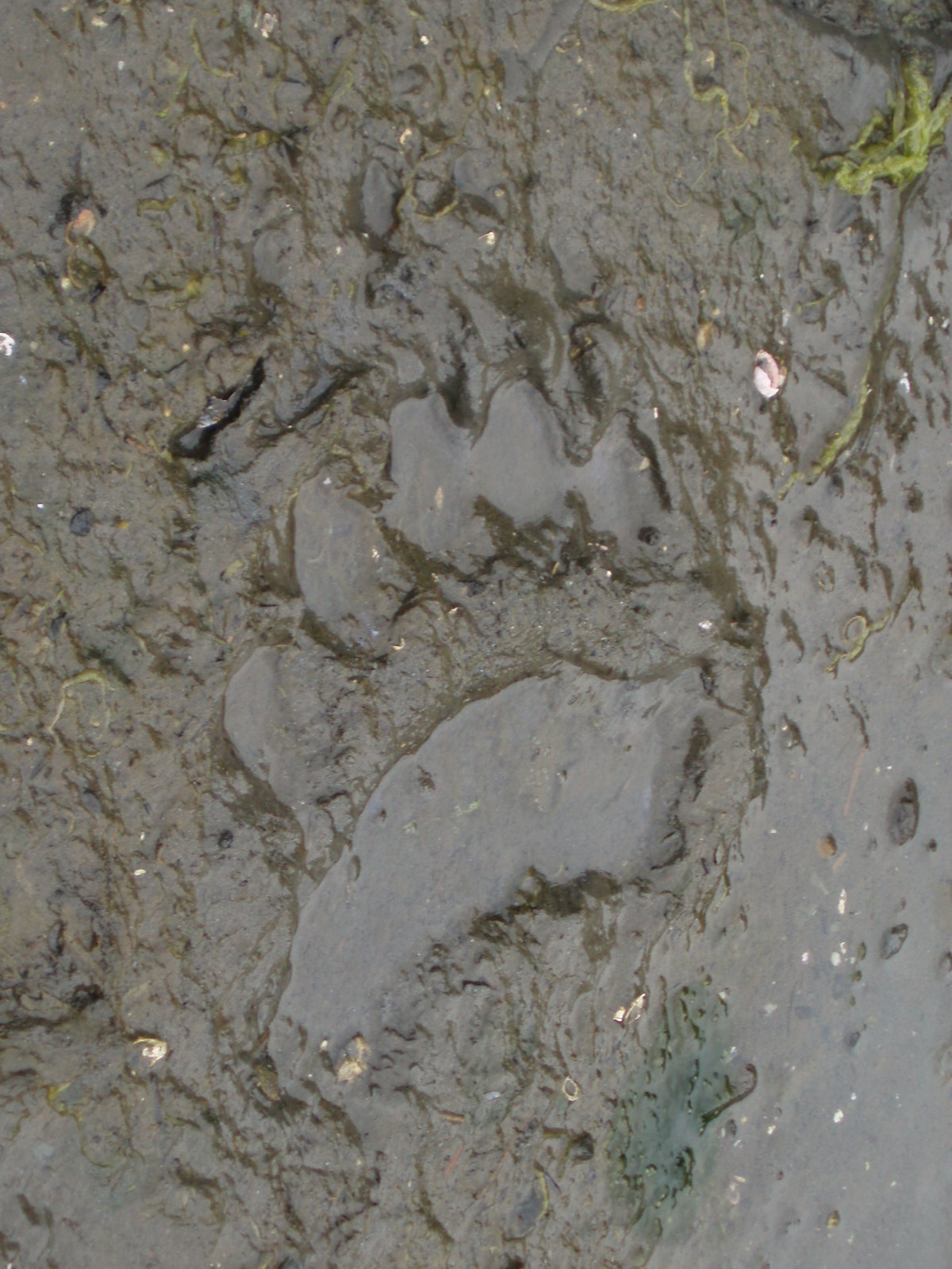How to identify wild animals by their tracks & faeces eHow UK