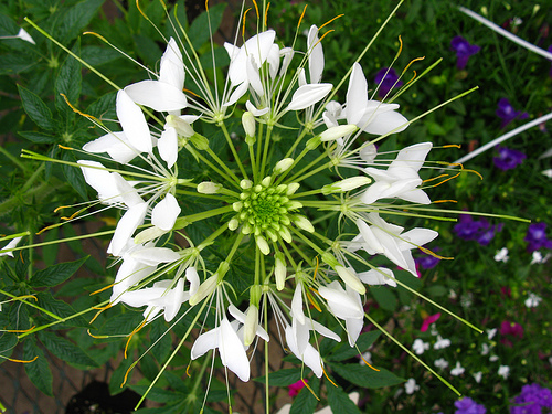 spider flower fast facts garden guides spider flower fast facts garden guides