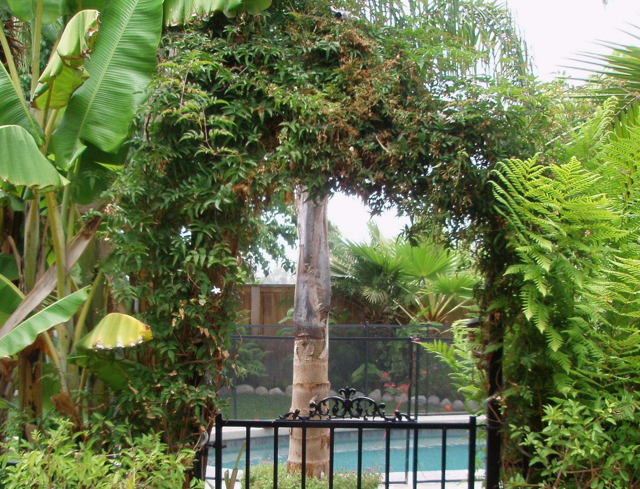 How to Prune Pink Jasmine Garden Guides