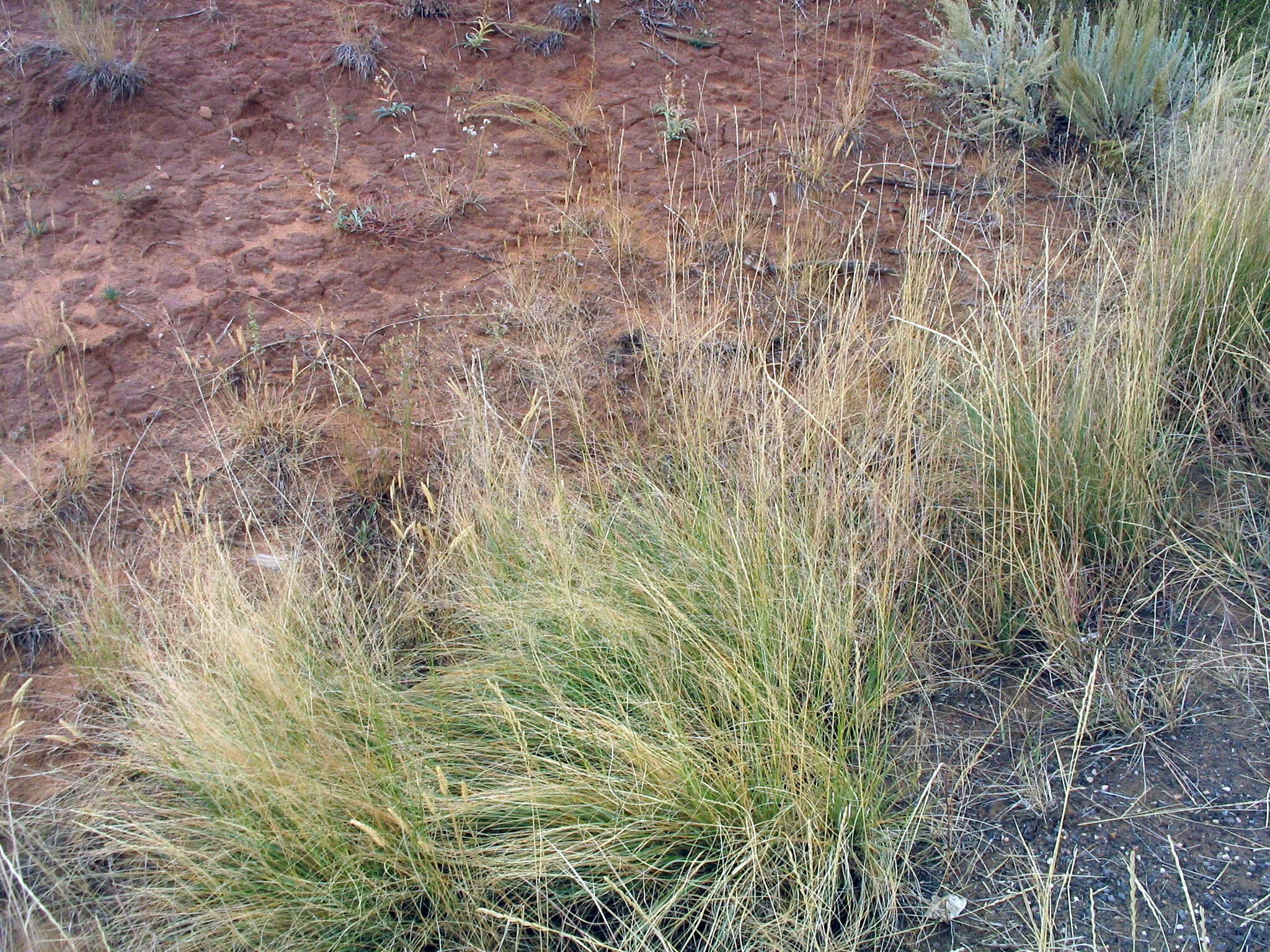 How to Grow Alkali Sacaton Garden Guides