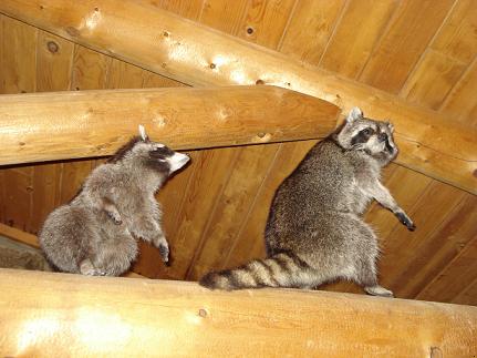How to Repel Raccoons | Garden Guides