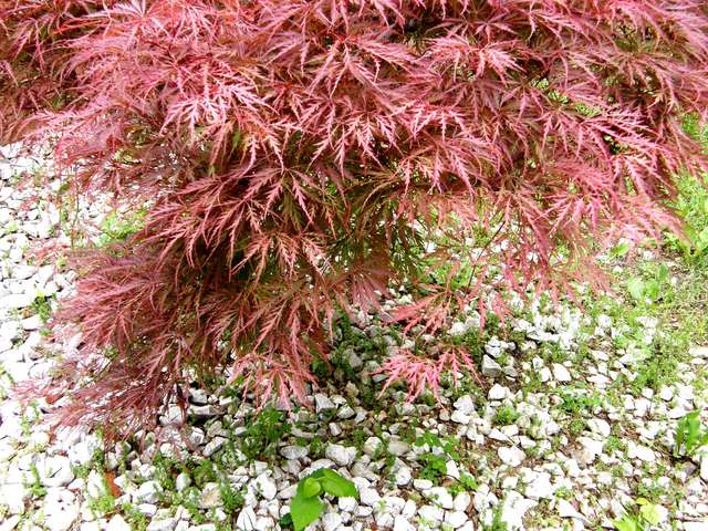 japanese maple. weeping japanese maple trees