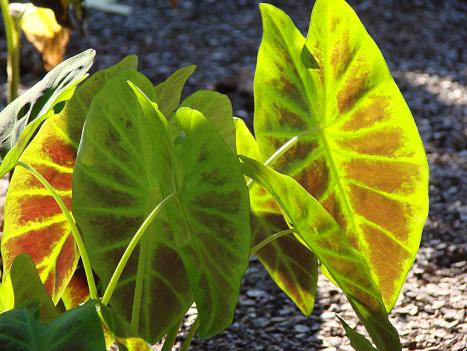 how to care for elephant ear plants garden guides how to care for elephant ear plants garden guides