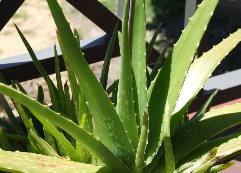 How Do Aloe Vera Plants Reproduce? Garden Guides How Do Aloe Vera Plants Reproduce? Garden Guides