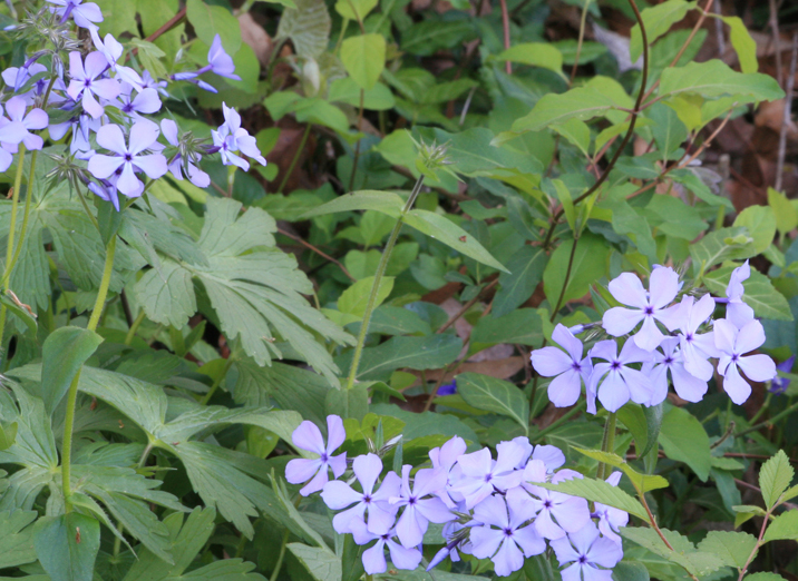 How to Prune Phlox Garden Guides