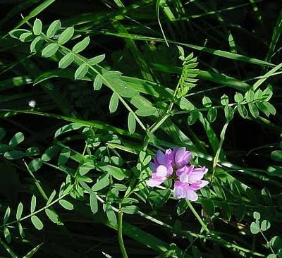 Crown Vetch Ground Cover | Garden Guides