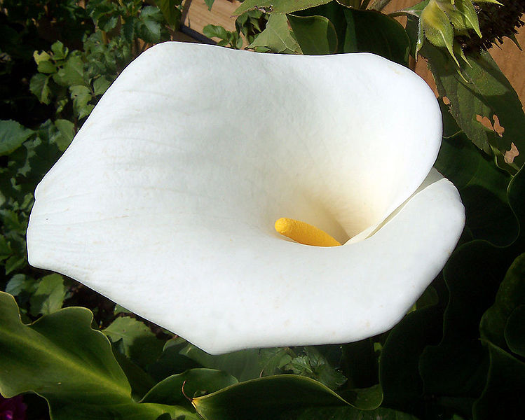 How to Transplant Calla Lilies Garden Guides