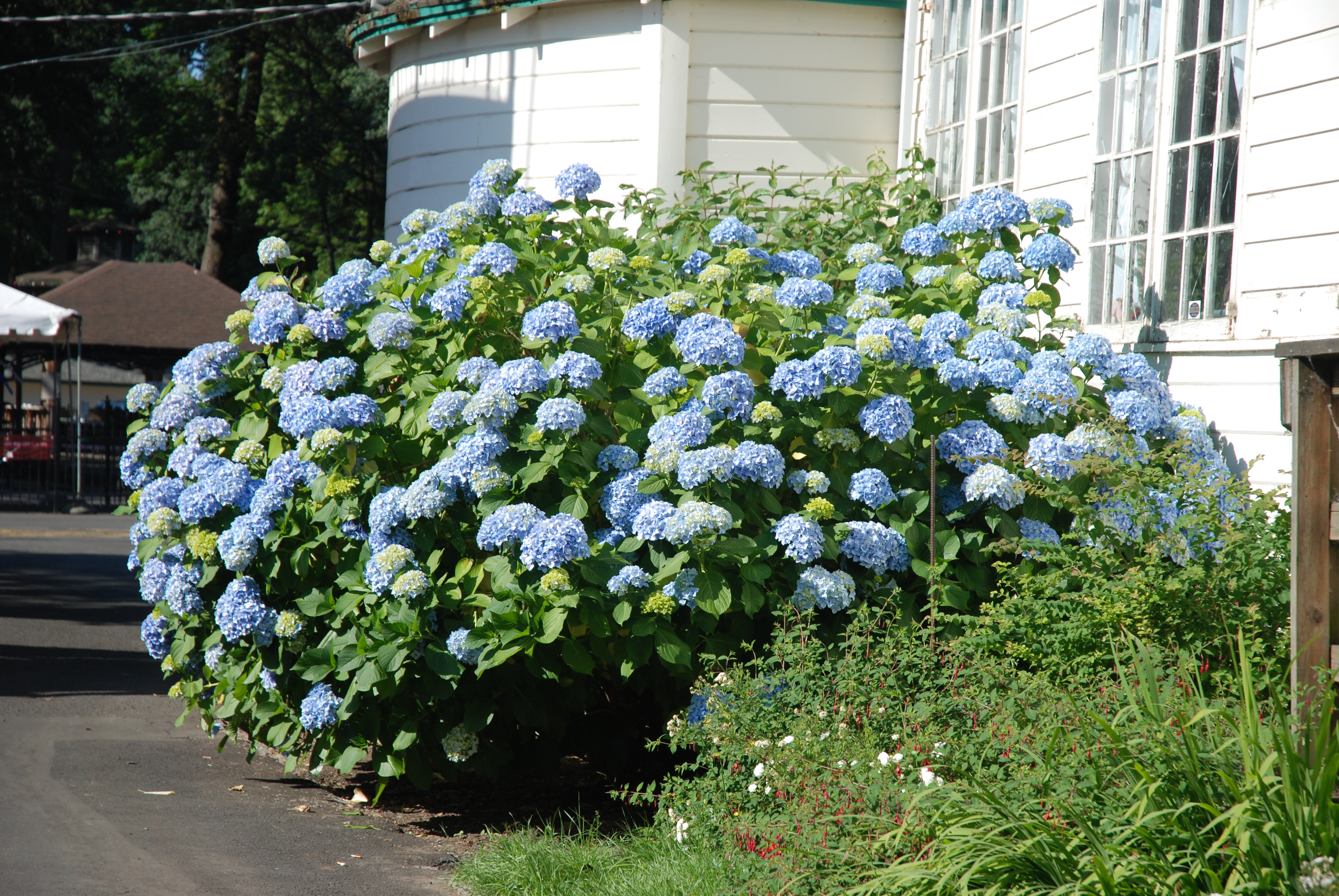 pics for gt types of shrubs pics for gt types of shrubs