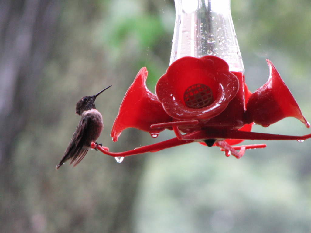 where to hang hummingbird feeders garden guides where to hang hummingbird feeders garden guides
