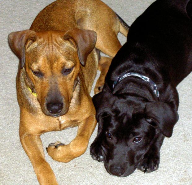 meningitis in dogs meningitis in dogs ehow uk meningitis in dogs meningitis in dogs ehow uk