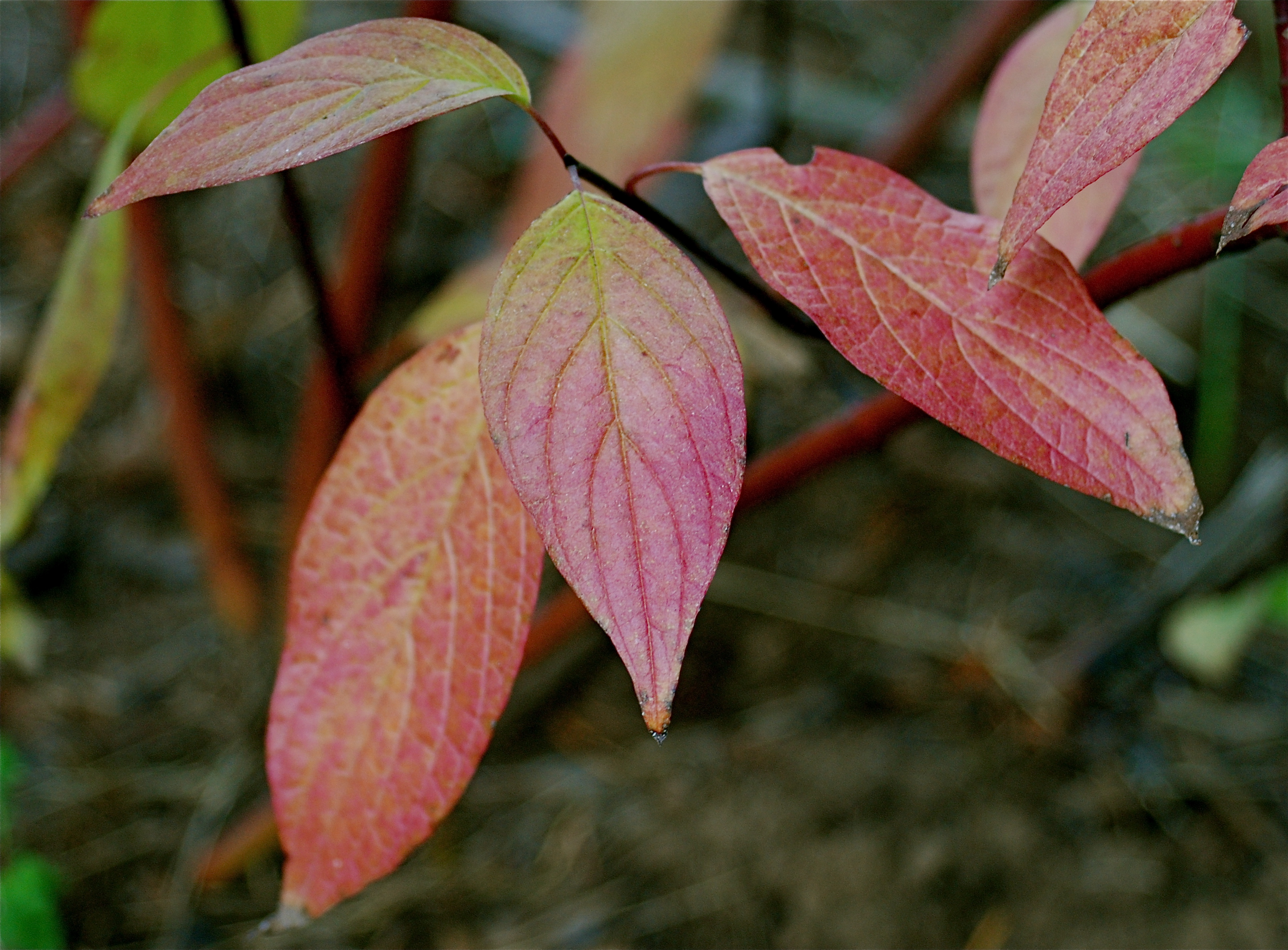 How to Prune Redosier Dogwood Garden Guides