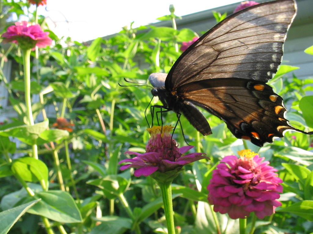 How Often Should a Person Water Zinnia Flowers? Garden Guides