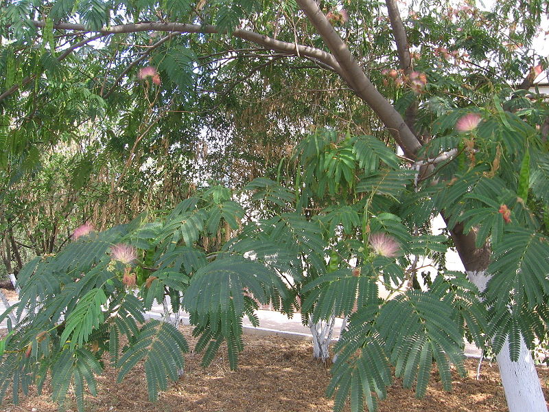 Growing Mimosa Trees Garden Guides