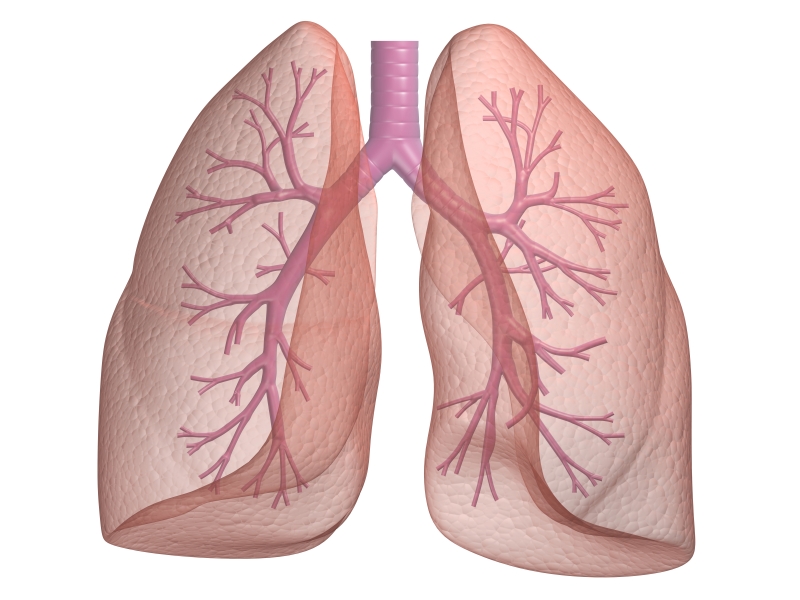 happy-living-how-fast-do-lungs-recover-after-quitting-smoking