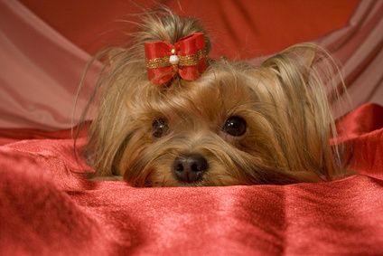 how to make yorkie hair bows how to tie topknot bows on a yorkie ehow uk how to make yorkie hair bows how to tie topknot bows on a yorkie ehow uk