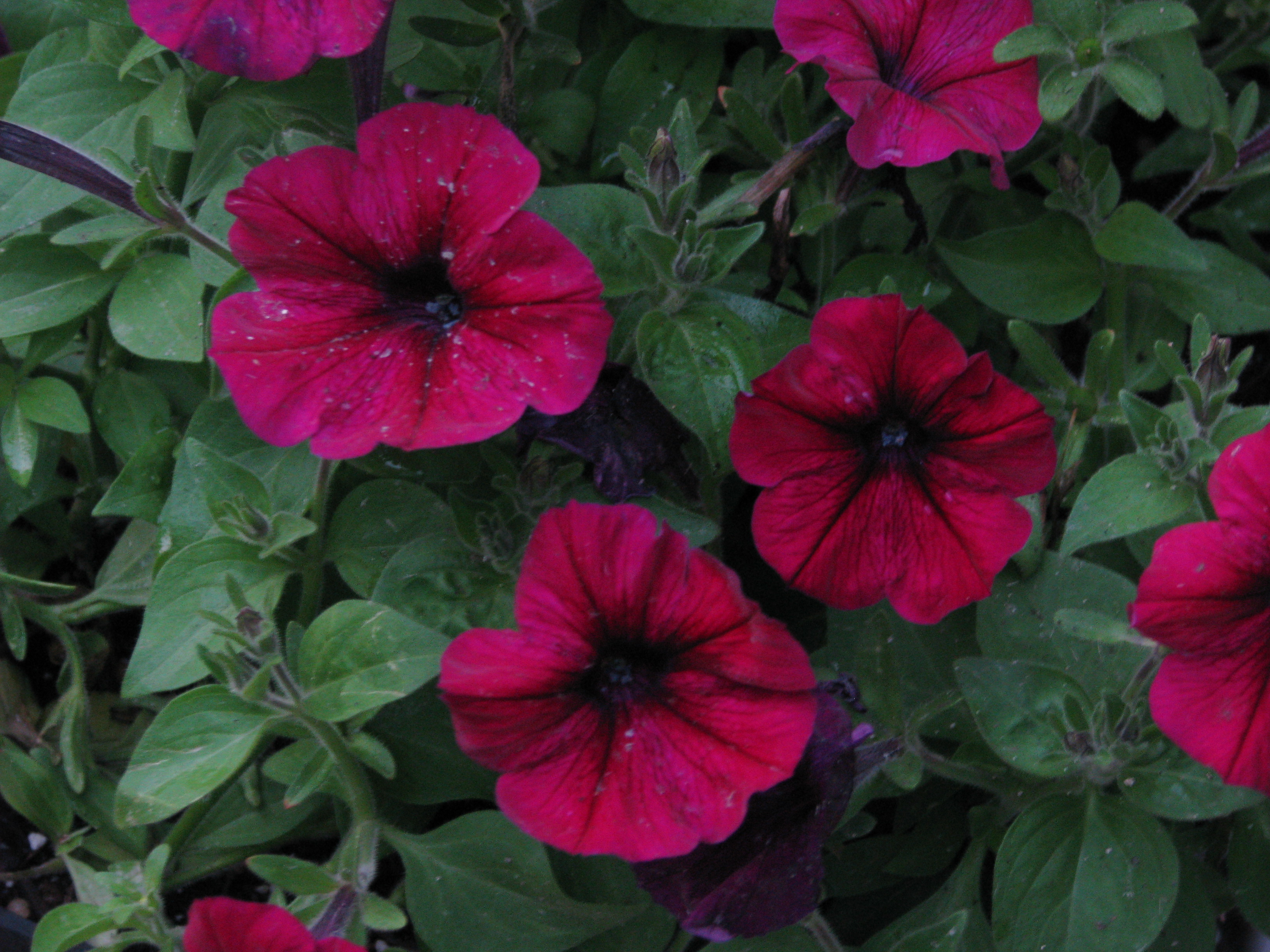 How to Prune Flowering Plants Garden Guides