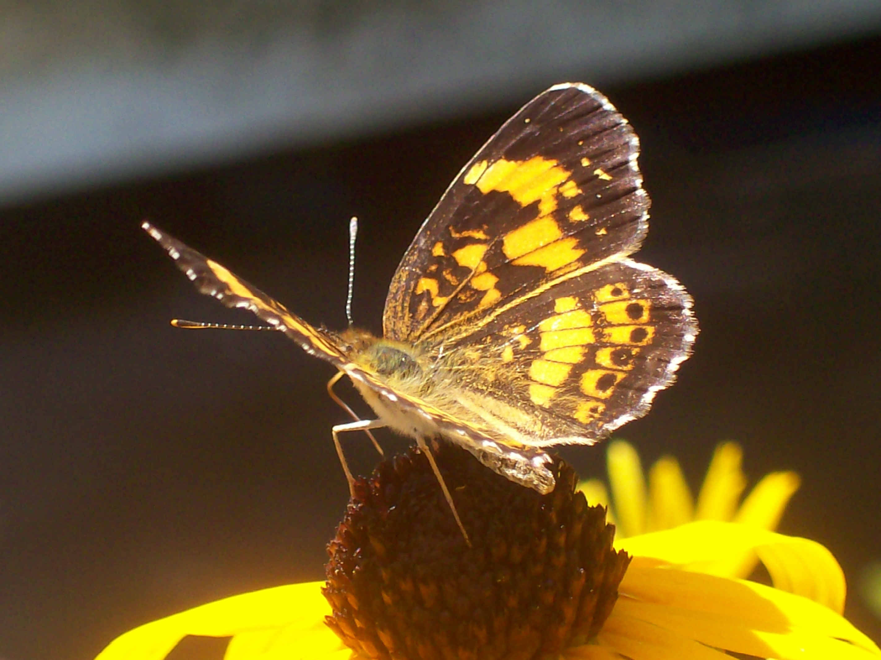 How to Build Backyard Ponds for Butterflies Garden Guides