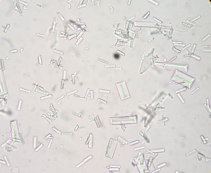 Dog Food For Dogs With Crystals In Urine Dog Food For Dogs With Crystals In Urine